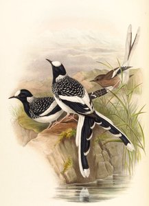 Enicurus maculatus 作： John Gould